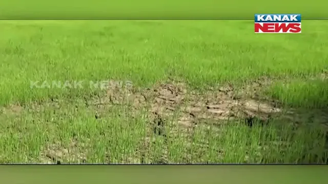 ଶ୍ରାବଣରେ ନାହିଁ ବର୍ଷା, ପାଣି ଅଭାବରୁ ପଡିଆ ପଡିଛି ଚାଷ ଜମି। ପାଣି ନଥିବାରୁ ମରୁଡି ଆଶଙ୍କାରେ ଚାଷୀ