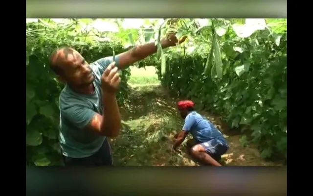 ଉଚ୍ଚଶିକ୍ଷିତ ଯୁବକଙ୍କୁ ଲକ୍ଷପତି କରିଛି ପରିବା ଚାଷ । ନିଜ ଜମିରେ ଫଳାଇଛନ୍ତି ସୁନାର ଫସଲ, ଅନ୍ୟମାନଙ୍କ ପାଇଁ ପାଲଟିଛନ୍ତି ପ୍ରେରଣା