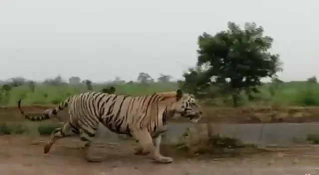 ଆନ୍ଧ୍ର-ଓଡ଼ିଶା ସୀମାରେ ବୁଲୁଛି ମହାବଳ ବାଘ । ସାମ୍ନାକୁ ଆସିଲା ରାସ୍ତା ଉପରେ ବାଘ ବୁଲୁଥିବାର ଭିଡିଓ, ରାୟଗଡ଼ା ଗୁଣୁପୁର ଅଞ୍ଚଳରେ ଆତଙ୍କ ।