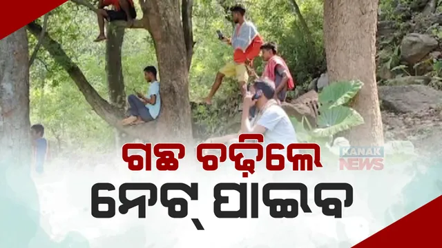 ମୌଳିକ ସୁବିଧାରୁ ବଂଚିତ ଗଜପତି ଜିଲ୍ଲାର ଲାଇଲାଈ ଗାଁ। ଗଛ ଉପରେ ଚଢି ମୋବାଇଲରେ କଥା ହେଉଛନ୍ତି ଲୋକେ