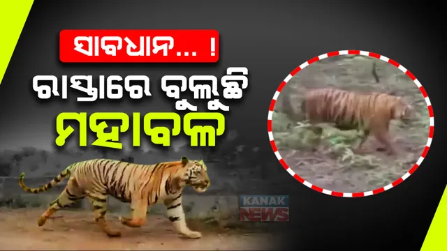 ରାସ୍ତାରେ ବୁଲୁଛି ମହାବଳ