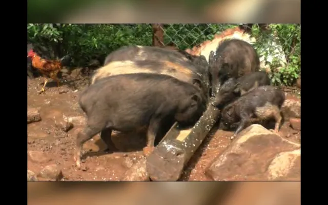 ହୋଟେଲରୁ ବଳକା ଖାଦ୍ୟ ସଂଗ୍ରହ କରି ଘୁଷୁରି ଚାଷ କରୁଛନ୍ତି କନ୍ଧମାଳର ପ୍ରେମଶିଳା । ନିଜେ ସ୍ୱାବଲମ୍ବୀ ହେବା ସହ ଅନ୍ୟମାନଙ୍କ ପାଇଁ ପାଲଟିଛନ୍ତି ପ୍ରେରଣା