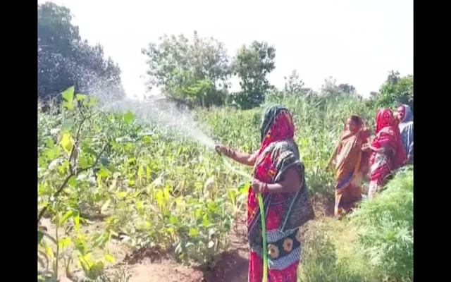 ଏସଏଚଜି ମହିଳାଙ୍କୁ ସ୍ୱାବଲମ୍ବୀ କରିଛି ପରିବା ଚାଷ  । ଘରେ ବସିରହୁଥିବା ମହିଳା ଏବେ ହୋଇଛନ୍ତି ରୋଜଗାରକ୍ଷମ