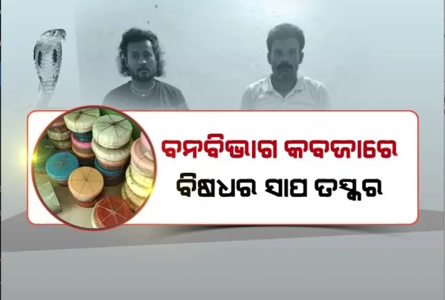 ବନବିଭାଗ କବଜାରେ ବିଷଧର ସାପ ତସ୍କର। ଚାଲାଣ ପୂର୍ବରୁ ଧରିଲା ସ୍ପେଶାଲ ସ୍କ୍ୱାର୍ଡ