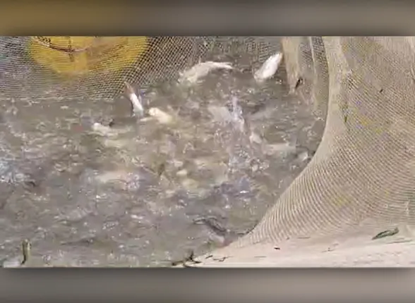 ସଫଳ ମାଛଚାଷୀ ଶୁଭେନ୍ଦୁ। ମାଛ ଜାଆଁଳ ଚାଷ କରୁଛନ୍ତି ଚମ୍ପୁଆ ଅଞ୍ଚଳର ଯୁବ ଉଦ୍ୟୋଗୀ