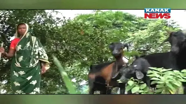 ରୋଜଗାରର ମାଧ୍ୟମ ସାଜିଛି ଛେଳି ଫାର୍ମ। ୩୦ରୁ ଅଧିକ ଛେଳି ପାଳନ କରିଛନ୍ତି ଗଞ୍ଜାମ ଧରାକୋଟ୍ ଅଞ୍ଚଳର ମହିଳା