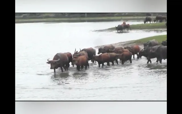 ଚର୍ଚ୍ଚାରେ ଚିଲିକା ଅଞ୍ଚଳର ମଇଁଷି ଚାଷ । ପ୍ରତିଦିନ ଉତ୍ପାଦନ ହେଉଛି ଶହ ଶହ ଲିଟର କ୍ଷୀର