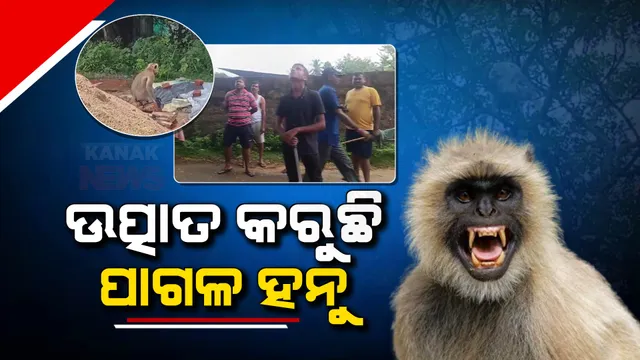 ନହରକଣ୍ଟା ଅଞ୍ଚଳରେ ମାଙ୍କଡ଼ ଆତଙ୍କ : ୨୦ରୁ ଅଧିକ ଲୋକ ପାଗଳ ହନୁ ଆକ୍ରମଣରେ ଆହତ