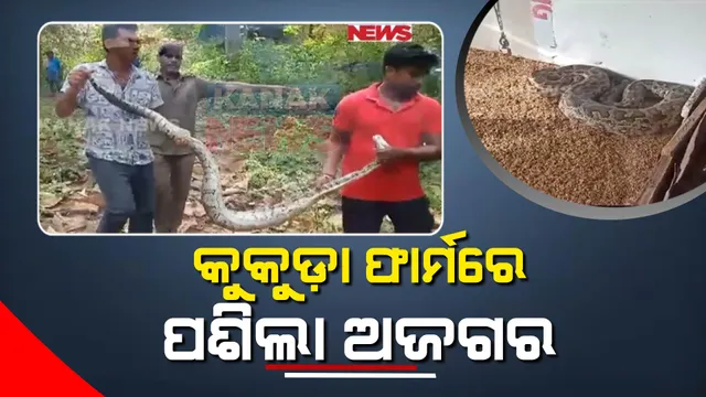 କୁକୁଡ଼ା ଫାର୍ମରେ ପଶିଗଲା ଅଜଗର : ୧୦ରୁ ଅଧିକ କୁକୁଡ଼ା ଗିଳିବା ସହ ମାରିଦେଲା