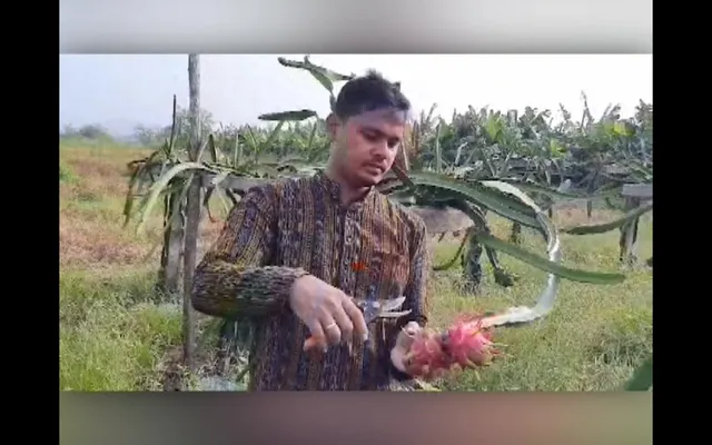 ଯୁବଚାଷୀଙ୍କ ନିଆରା ପ୍ରୟାସ । ଏକର ଏକର ଜମିରେ କରିଛନ୍ତି ଡ୍ରାଗନ୍ ଫ୍ରୁଟ୍ ଚାଷକରି ପାଉଛନ୍ତି ଭଲ ରୋଜଗାର