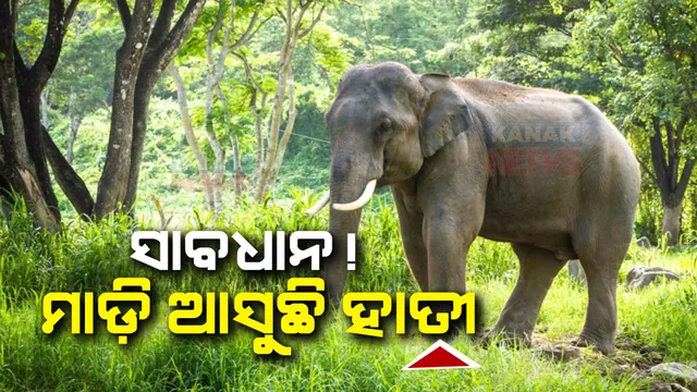 ସାବଧାନ! ମାଡ଼ି ଆସୁଛି ହାତୀ: ଢେଙ୍କାନାଳ ଚାନ୍ଦପୁର ଓ ମହାବିରୋଡ଼ ଗାଁ ରାସ୍ତା ହାତୀ ଆତଙ୍କ