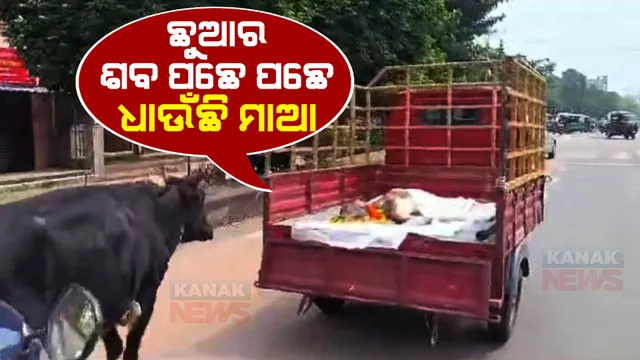 ମଣିଷର ଗାଡି ଧକ୍କାରେ ମରିଗଲା ବାଛୁରୀ । ଛୁଆକୁ ହରାଇ ଶବ ପଛରେ ଧାଇଁଲା ଗାଈ । ଲୁହରେ ଭିଜିଲା ରାଜଧାନୀ ।