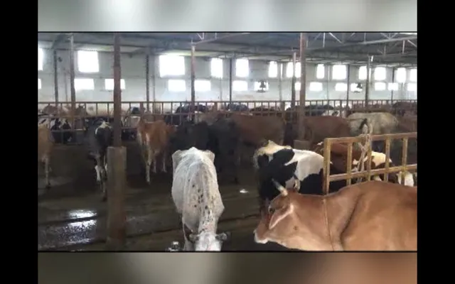 ଗୋ-ପାଳନ ଦେଲା ନୂଆ ପରିଚୟ । କ୍ଷୀର ବ୍ୟବସାୟ କରି ସ୍ୱାବଲମ୍ବୀ, ୨୫ଟି ପରିବାରର ସାହାରା ପାଲଟିଛନ୍ତି ନମିତା