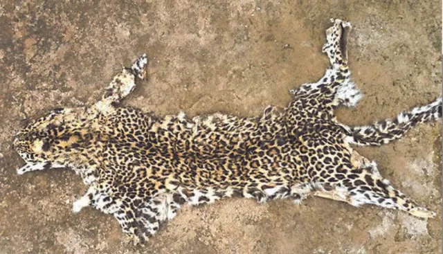 ଶିମିଳିପାଳରୁ ପୁଣି କଲରାପତରିଆ ବାଘଛାଲ ଜବତ : ଜଣକୁ ଗିରଫ କଲା ବନବିଭାଗ