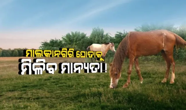ମାଲକାନଗିରି ଘୋଡ଼ାକୁ ମିଳିପାରେ ଅଷ୍ଟମ ପ୍ରଜାତି ମାନ୍ୟତା । ଓୟୁଏଟି ଗବେଷଣାରୁ ମିଳିଲା ତଥ୍ୟ । ସ୍ୱାଭିମାନ ଅଞ୍ଚଳର ଘୋଡାଙ୍କ ମଧ୍ୟରେ ରହିଛି ସ୍ୱତନ୍ତ୍ରତା