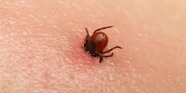 ଚିନ୍ତା ବଢ଼ାଉଛି ସ୍କ୍ରବ୍ ଟାଇଫସ୍ : ପୁଣି ଦିନକରେ ସୁନ୍ଦରଗଡରୁ ୫ଆକ୍ରାନ୍ତ ଚିହ୍ନଟ; ୨୧୧ରେ ପହଞ୍ଚିଲା ମୋଟ୍ ଆକ୍ରାନ୍ତଙ୍କ ସଂଖ୍ୟା