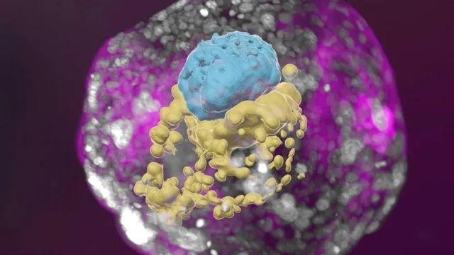 ଅଣ୍ଡା କିମ୍ବା ଶୁକ୍ରାଣୁ ବିନା ମାନବ ଭ୍ରୁଣ ସମ୍ଭବ ।  