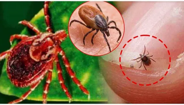 ସୁନ୍ଦରଗଡରେ ଚିନ୍ତା ବଢାଇଲା ସ୍କ୍ରବ୍ ଟାଇଫସ୍ : ପୁଣି ଦିନକରେ ଚିହ୍ନଟ ହେଲେ ୩ ପଜିଟିଭ