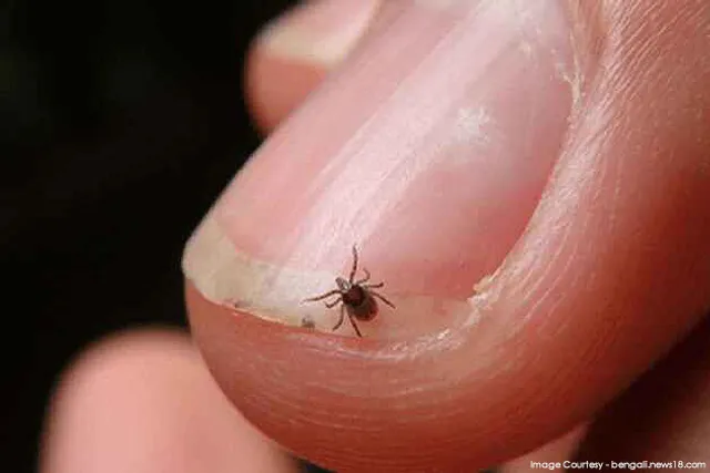 ଆତଙ୍କ ସୃଷ୍ଟି କଲାଣି ସ୍କ୍ରବ ଟାଇଫସ୍: ସଚେତନତା ପାଇଁ ଡାକବାଜି ଯନ୍ତ୍ରରେ ଗାଁ ଗାଁରେ ପ୍ରଚାର