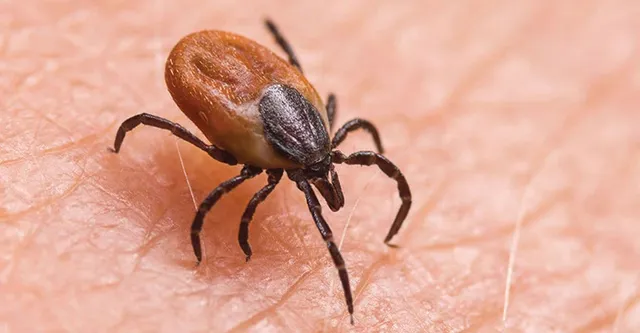 ସୁନ୍ଦରଗଡ଼ରେ ଚିନ୍ତା ବଢାଉଛି ସ୍କ୍ରବ୍ ଟାଇଫସ୍ : ଗୋଟିଏ ଦିନରେ ଆଉ ୧୦ ପଜିଟିଭ୍ ଚିହ୍ନଟ