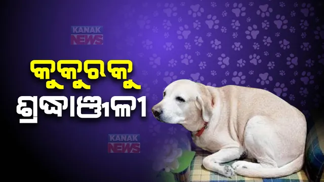 କୁକୁରକୁ ଶ୍ରଦ୍ଧାଞ୍ଜଳି : ୨୦୧୦ ମସିହାରୁ ପରିବାରର ସଦସ୍ୟ ଭଳି ଥିଲା ଗୁଲୁ ପାପା