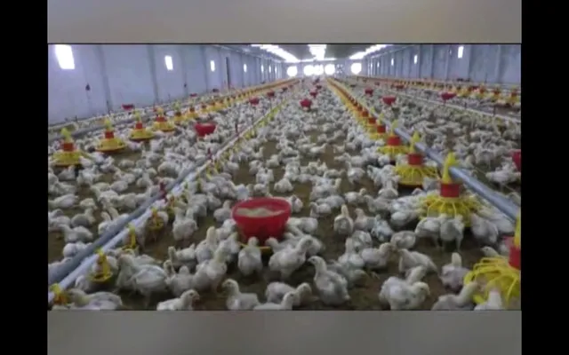 ଶୀତତାପ ନିୟନ୍ତ୍ରୀତ କୋଠରୀରେ ରହୁଛନ୍ତି କୁକୁଡ଼ା । ମଣିଷ ବଦଳରେ କୁକୁଡ଼ାଙ୍କୁ ଖାଦ୍ୟ ଓ ପାନୀୟ ଯୋଗାଉଛି ମେସିନ୍