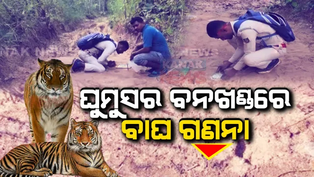 ଘୁମୁସର ବନଖଣ୍ଡରେ ବାଘ ଗଣନା : ବାଘର ପାଦଚିହ୍ନ, ରାମ୍ପୁଡ଼ା ଦାଗ ଚିହ୍ନଟ ପାଇଁ ସ୍ୱତନ୍ତ୍ର ପ୍ରସ୍ତୁତି