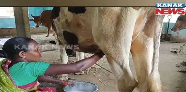 ଋାୟଗଡାର ଆଦିବାସୀ ଅଧ୍ୟୁଷିତ ମହିଳାଙ୍କୁ ରୋଜଗାର ଦେଉଛି ଗୋ-ପାଳନ, ସହାୟତାର ହାତ ବଢାଇଛି ମିଶନ ଶକ୍ତି