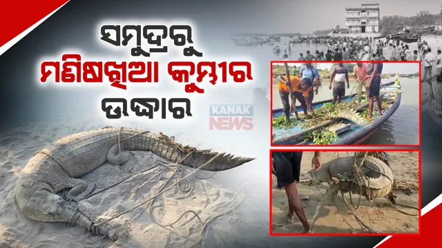 ସମୁଦ୍ରରୁ ବିଶାଳକାୟ କୁମ୍ଭୀର ଉଦ୍ଧାର : କାବୁ କରି ବନବିଭାଗକୁ ଖବର ଦେଲେ ମତ୍ସ୍ୟଜୀବୀ