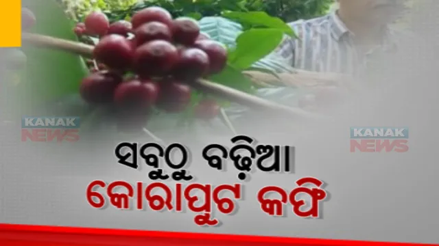 କୋରାପୁଟ କଫିକୁ ‘ଏ ୱାନ୍’ ମାନ୍ୟତା: ବେଙ୍ଗାଳୁରୁରେ ଆୟୋଜିତ କଫି ସମ୍ମିଳନୀରେ ମିଳିଛି ‘ଫ୍ଲେବ ଅଫ ଇଣ୍ଡିଆ’ର ସ୍ୱିକୃତି