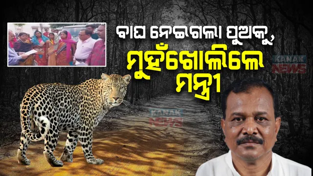 ନୂଆପଡ଼ା କଟିଙ୍ଗପାଣି ଅଂଚଳରେ ବାଘ ଆତଙ୍କ: ୬ବର୍ଷର ପୁଅକୁ ମାରିବା ଓ ଗୁହାଳରୁ ଗାଇକୁ ଘୋଷାରି ନେବା ପରେ କୋକୁଆ ଭୟ