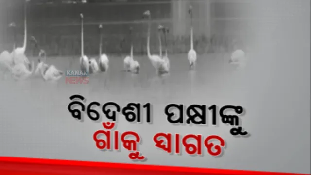 ଅତିଥି ପକ୍ଷୀଙ୍କ ସୁରକ୍ଷା ପାଇଁ ଗ୍ରାମବାସୀଙ୍କ ନିଆରା ପଦକ୍ଷେପ: ଗାଁ କମିଟିର ଦୃଢ ନିଷ୍ପତି, ଚିଲିକାରେ କେହି ମାରିବେନି ପକ୍ଷୀ