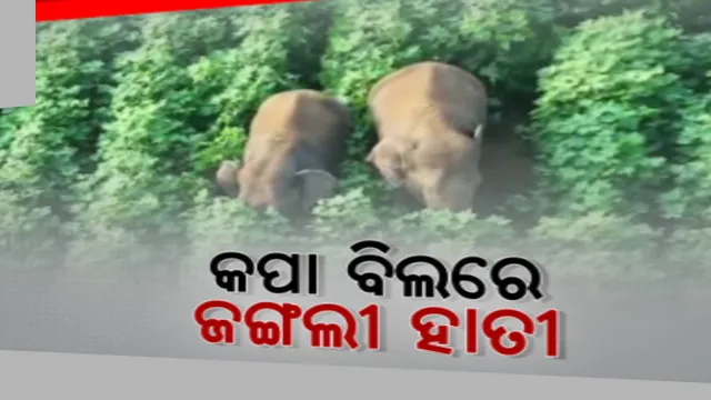 କପା ଚାଷ ଜମିରେ ବୁଲୁଛି ହାତୀ: କ୍ୟାମେରାରେ କଏଦ ହେଲା ହାତୀ ବୁଲୁଥିବା ଚିତ୍ର