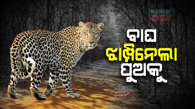 ୮ ବର୍ଷର ପୁଅକୁ ଝାମ୍ପିନେଲା କଲରାପତରିଆ ବାଘ: ଘର ପାଖରେ ଖେଳୁଥିଲା ବେଳେ ଝାମ୍ପିନେଲା ବାଘ