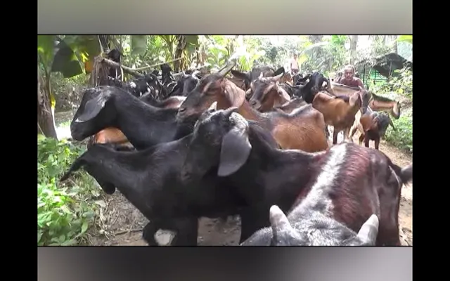 ଛେଳି ଚାଷରୁ ମିଳୁଛି ଭଲ ରୋଜଗାର ।  କମ୍ ଖର୍ଚ୍ଚ ଓ କମ୍ ପରିଶ୍ରମରେ ଲାଭବାନ ହେଉଛନ୍ତି ନିଆଳିର ଚାଷୀ ସୁଶାନ୍ତ ସାହୁ