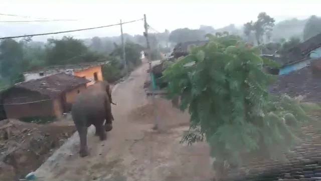 ଗାଁ ଦାଣ୍ଡରେ ବୁଲୁଛି ଦନ୍ତା । ଭୟରେ ଘରୁ ବାହାରିପାରୁନାହାନ୍ତି ଲୋକେ ।