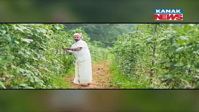 ଚାଷ ଦେଇଛି ସଫଳତା: ୫୦ ଏକର ଜମିରେ ବିଭିନ୍ନ ପ୍ରକାରର ଫଳ ଓ ପନିପରିବା ଚାଷ କରି କରୁଛନ୍ତି ଲକ୍ଷାଧିକ ଟଙ୍କା ରୋଜଗାର