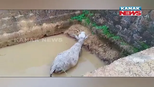 ଗଭୀର ଗାତରେ ଫସିଲା ଗାଈ, ଉଦ୍ଧାର କଲେ ଆଇନଜୀବୀ : ଚନ୍ଦକା ଅଞ୍ଚଳର ଭୋଳା ଗାଁର ଦୃଶ୍ୟ