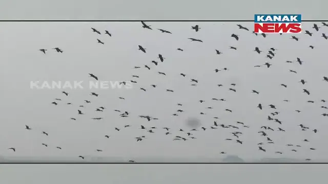 ଧିରେ ଧିରେ ପଡୁଛି ଶୀତ ପ୍ରଭାବ : ଚିଲିକାକୁ ଆସିଲେଣି ବିଦେଶୀ ପକ୍ଷୀ; ନିଳ ଜଳରାଶିରେ ହଜାର ହଜାର ବିଦେଶୀ ପକ୍ଷୀଙ୍କ ସମାଗମ