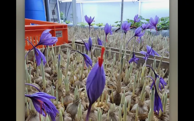 ବିନା ମାଟି ଓ ବିନା ସୂର୍ଯ୍ୟାଲୋକରେ କେଶର ଚାଷ । ତାପମାତ୍ରା ନିୟମନ୍ତ୍ରଣ କରି ଘର ଭିତରେ ଚାଷ କରୁଛନ୍ତି ଷ୍ଟ୍ରବେରୀ, ଲିଟ୍ୟୁସ୍ ଓ କେଶର