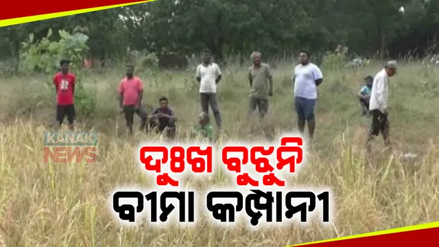 ସମ୍ବଲପୁର କୁଚିଣ୍ଡା ଉପଖଣ୍ଡରେ ଚାଷୀଙ୍କ ଦୁଃଖ ବୁଝୁନି ବୀମା କମ୍ପାନୀ । କ୍ରପ କଟିଂ ଆଳରେ ଚାଷୀ ମାରଣ ନୀତି କରାଯାଉଥିବା ଅଭିଯୋଗ