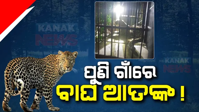 ନୂଆପଡ଼ାରେ ପୁଣି ବାଘ ଆତଙ୍କ: କୋଦୋପାଲି ଗାଁରେ ଆଉଏକ ବାଘ ବୁଲୁଥିବା ନେଇ ଭୟଭୀତ ସ୍ଥାନୀୟ ଲୋକେ