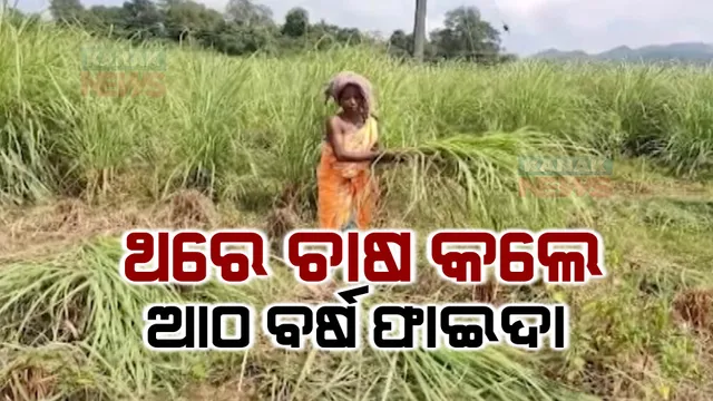 ରୋଜଗାର ଦେଉଛି ଲେମନ ଗ୍ରାସ୍ ତେଲ । ବେଆଇନ୍ ଗଂଜେଇ ଚାଷରୁ ମୁହଁ ଫେରାଇ ଲେମନ ଗ୍ରାସ୍ ଚାଷ କରୁଛନ୍ତି ସ୍ୱାଭିମାନ ଅଂଚଳବାସୀ