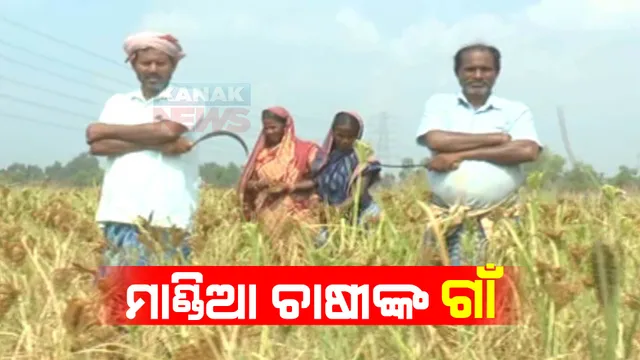 ମାଣ୍ଡିଆ ଚାଷୀଙ୍କ ଗାଁ ରୁପାବାହାଲ । ପଡ଼ିଆ ଜମିରେ ଫଳାଇଛନ୍ତି ସୁନା ଫସଲ, ଅନ୍ୟ ଚାଷ ଅପେକ୍ଷା ମାଣ୍ଡିଆ ଚାଷରୁ ମିଳୁଛି ଅଧିକ ଲାଭ