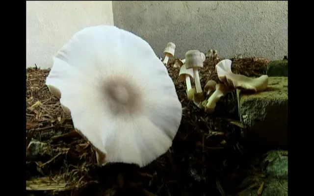 ନୂଆ ପ୍ରଣାଳୀରେ ଛତୁ ଚାଷ କରି ଚର୍ଚ୍ଚାରେ ବାଲେଶ୍ୱରର ଯୁବ ଚାଷୀ ମନୋରଞ୍ଜନ । ଧିଙ୍ଗିରି ଛତୁ, ପାଳ ଛତୁ, ମିଲ୍କ ମସରୁମ୍ ଚାଷକରି ହେଉଛନ୍ତି ଲାଭବାନ