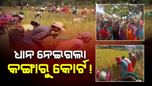 କଙ୍ଗାରୁ କୋର୍ଟର ଅଜବ ନିଷ୍ପତ୍ତି ।  ଗାଁ ସଭାର ରାୟ ନମାନିବାରୁ ୧୭ ପରିବାରର ବିଲରୁ ଧାନ କାଟି ନେଲେ ଲୋକେ ।