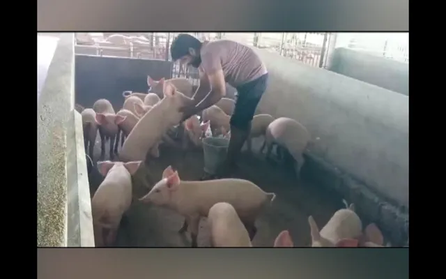 ଘୁଷୁରି ଚାଷ କରି ସ୍ୱାବଲମ୍ବୀ ହେଲେ ଗୋପ ନାହିଟି ଗାଁର ଉଚ୍ଚ ଶିକ୍ଷିତ ଦମ୍ପତ୍ତି । ଦୁଇବର୍ଷ ତଳେ ଆରମ୍ଭ ହୋଇଥିବା ଏହି ଫାର୍ମରୁ ମିଳୁଛି ଭଲ ରୋଜଗାର