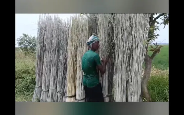 ଏକର ଏକର ଜମିରେ ନଳିତା ଚାଷ କରିଛନ୍ତି ବାଙ୍କୀ ବିଲିପଡ଼ା ଗାଁର ଚାଷୀ । ଦୀପାବଳିରେ କାଉଁରିଆ କାଠି ବିକ୍ରି କରି ରୋଜଗାର କରିବାକୁ ରହିଛି ଆଶା