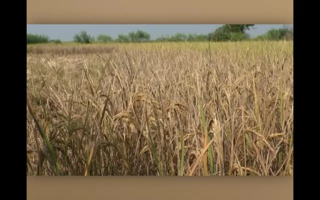 ଧାନ ଜମିରେ ଚରିଗଲେ ଚକଡା ପୋକ । ସୁବର୍ଣ୍ଣପୁର ତରଭା ବ୍ଲକରେ ଶହଶହ ଏକରର ଧାନ ଫସଲ ନଷ୍ଟ