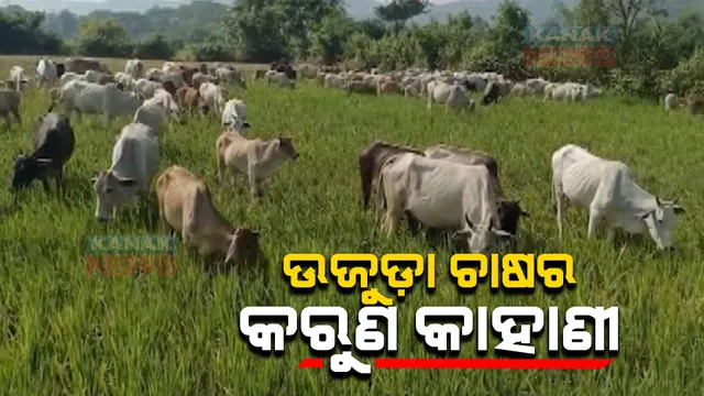 ସ୍ୱଳ୍ପ ବୃଷ୍ଟିପାତ ଓ ପାଣି ଅଭାବରୁ ଉଜୁଡ଼ିଗଲା ଫସଲ । ଜମିରେ ଗାଇ ଓ ମଇଁଷି ଛାଡିଦେଲେ ଆସିକା ଓ ଧରାକୋଟର ଚାଷୀ